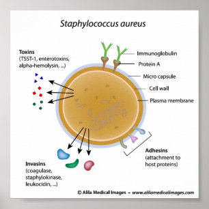 Staphylococcus aureus bakterienbeschriftetes Diagr Poster