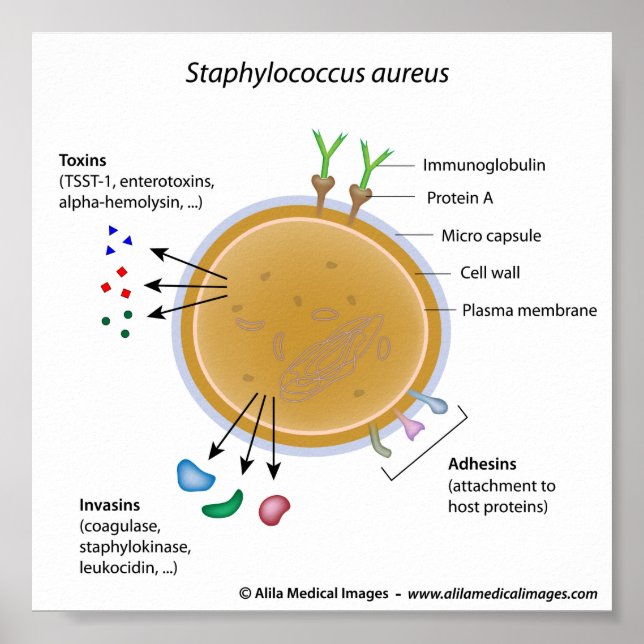 Staphylococcus aureus bakterienbeschriftetes Diagr Poster (Vorne)