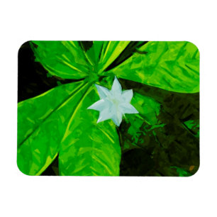Star Blume eine weiße Wildblume Abstrakt Magnet