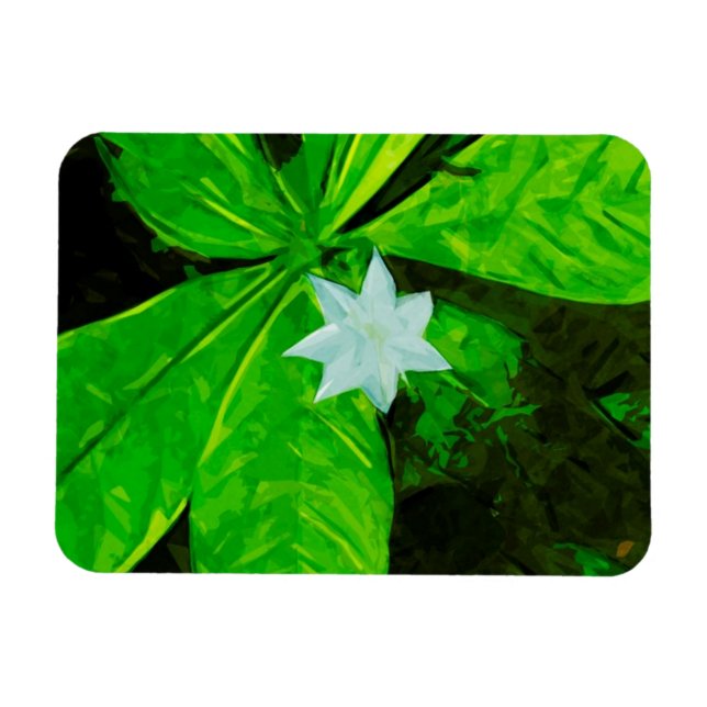 Star Blume eine weiße Wildblume Abstrakt Magnet (Horizontal)
