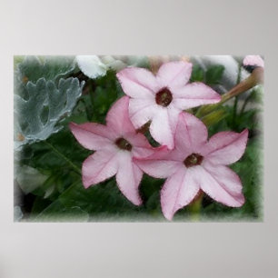 Star Blume Nicotania Poster