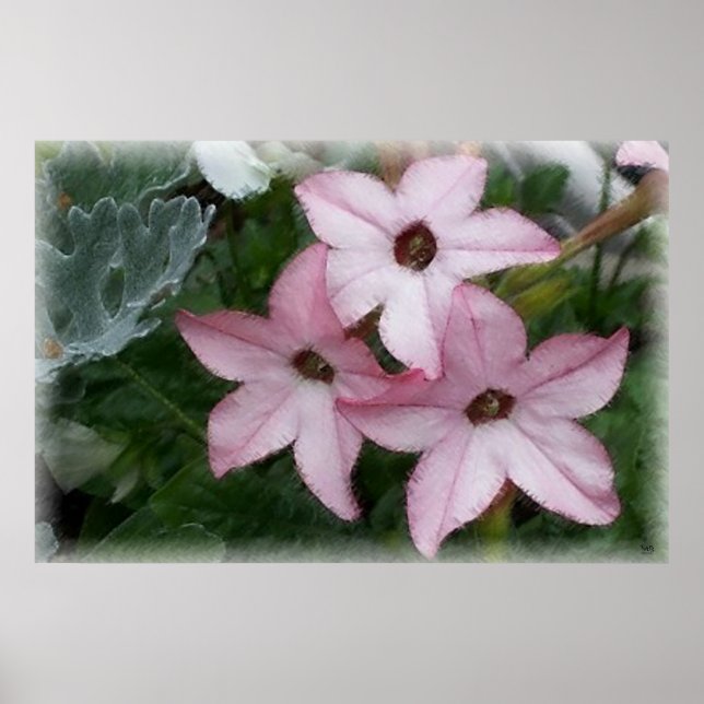 Star Blume Nicotania Poster (Vorne)