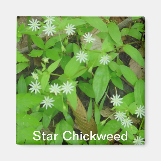 Star Chickweed Magnet (Vorne)