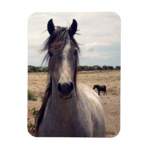 Star des arabischen Pony, flexibler Magnet