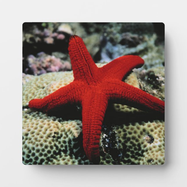 Star Fish | Rotes Meer Fotoplatte (Vorderseite)