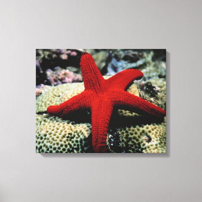 Star Fish | Rotes Meer Leinwanddruck (Vorderseite)