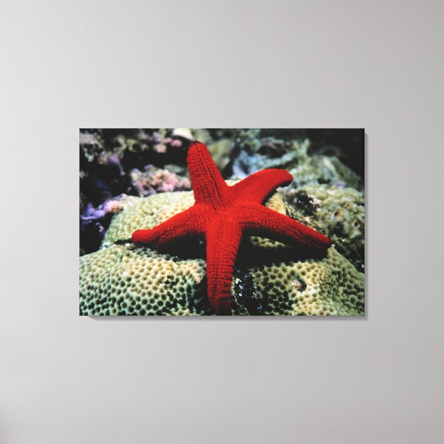 Star Fish | Rotes Meer Leinwanddruck (Vorderseite)