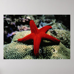 Star Fish   Rotes Meer Poster