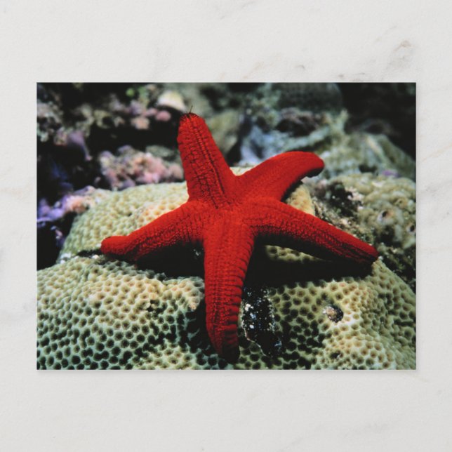 Star Fish | Rotes Meer Postkarte (Vorderseite)