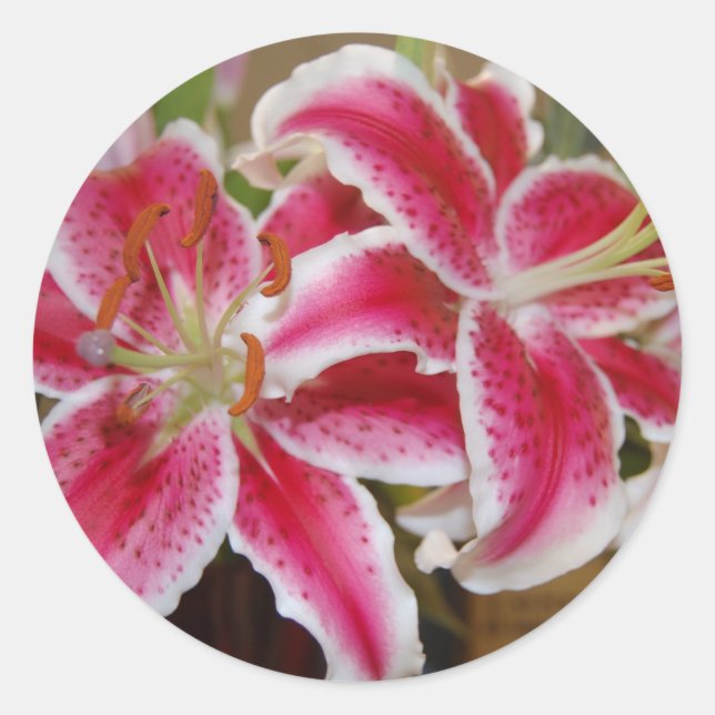 Star Gazer Lily Sticker (Vorderseite)