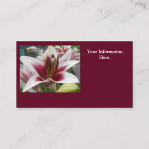 Star Gazer Visitenkarte