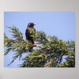 Star in einer Fichtenbaumdruck Poster