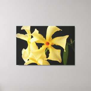 Star Jasmine Blume 36x24 (90x60cm) waccna Leinwanddruck