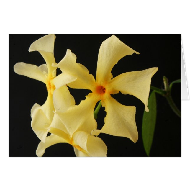 Star Jasmine Blume gca (Vorderseite (Horizontal))