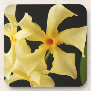 Star Jasmine Blume Küstenercna Getränkeuntersetzer