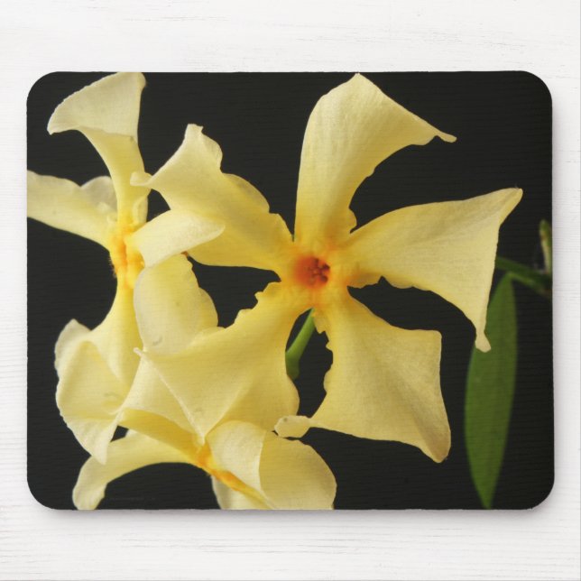 Star Jasmine Blume mpcna Mousepad (Vorne)