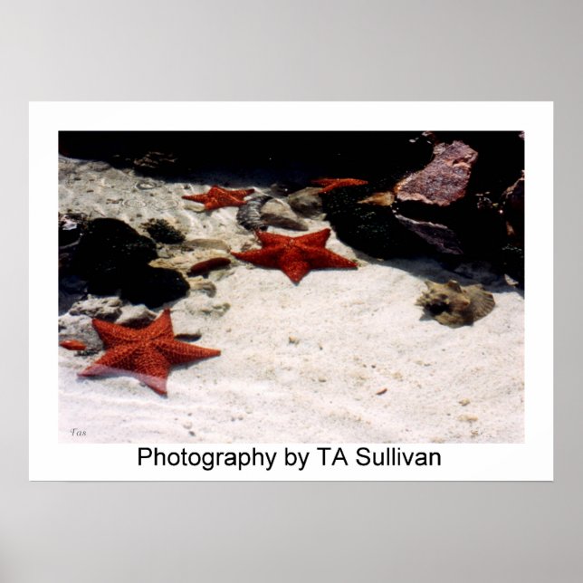 Star Light, Star Bright von TDGallery Poster (Vorne)