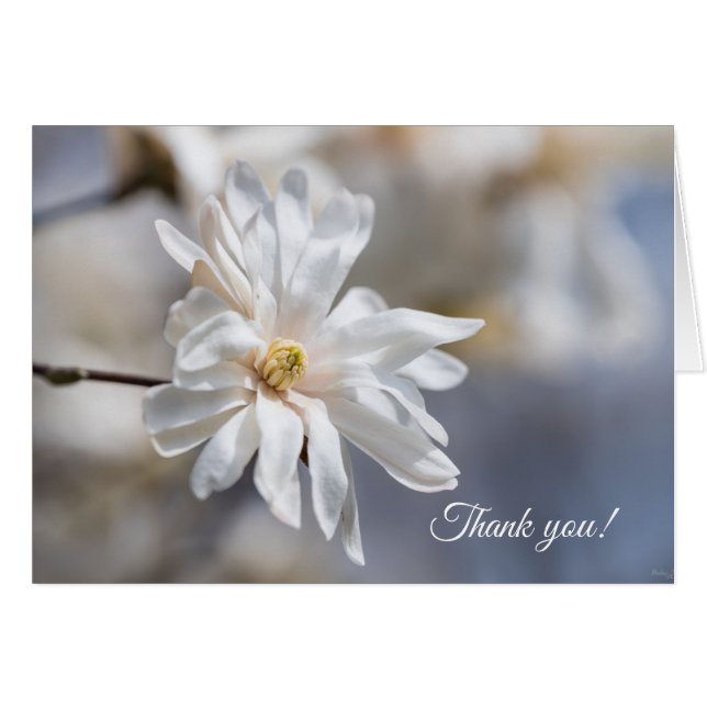 Star Magnolia Bloom Dankeschön Karte (Vorderseite (Horizontal))