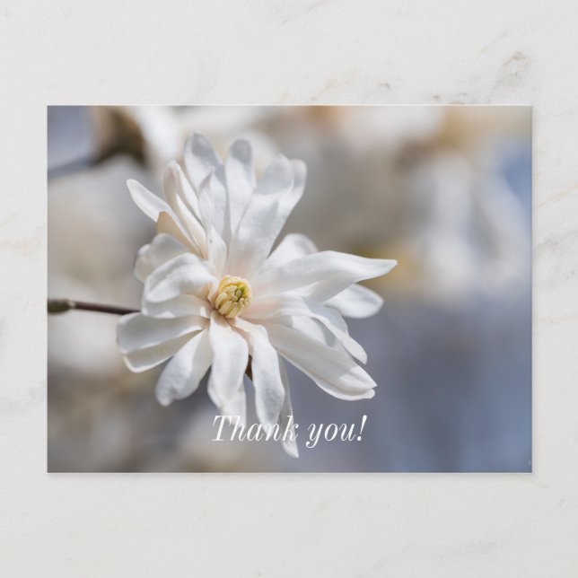 Star Magnolia Bloom Vielen Dank Postcard Postkarte (Vorderseite)