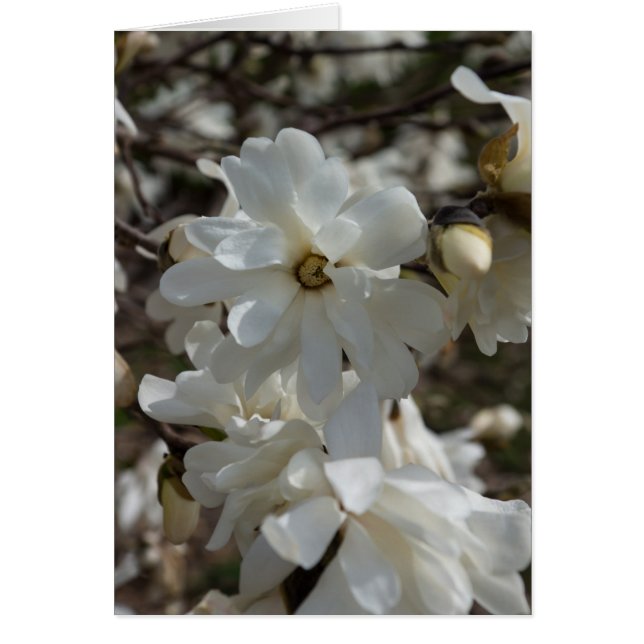 Star Magnolia Blooms (Vorne)
