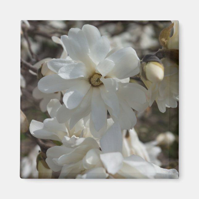 Star Magnolia Blooms Magnet (Vorne)