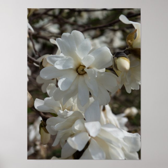 Star Magnolia Blooms Poster (Vorne)
