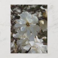Star Magnolia Blooms Vielen Dank Postcard