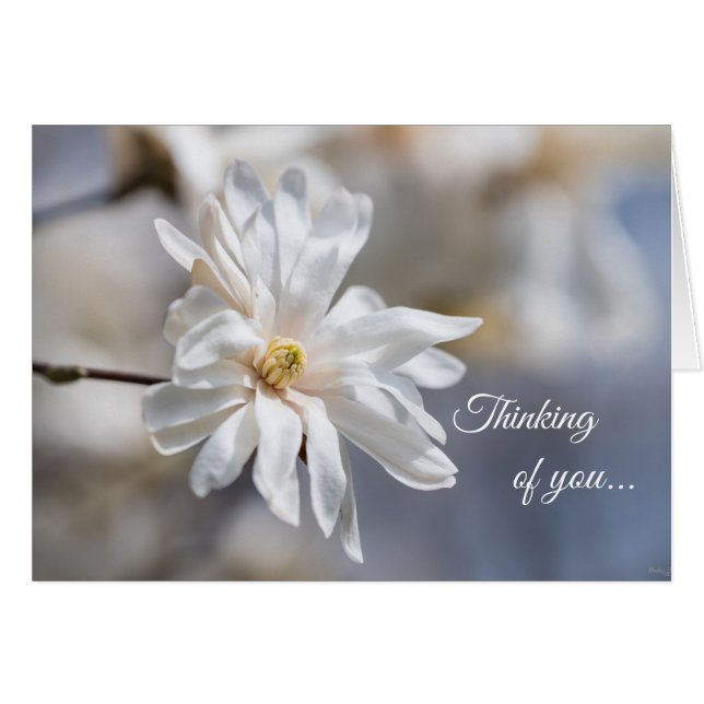 Star Magnolia blühen Denken Sie an Ihre Karte (Vorderseite (Horizontal))