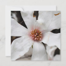 Star Magnolia Card