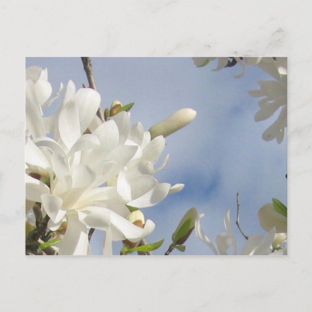Star Magnolia Postkarte (Vorderseite)