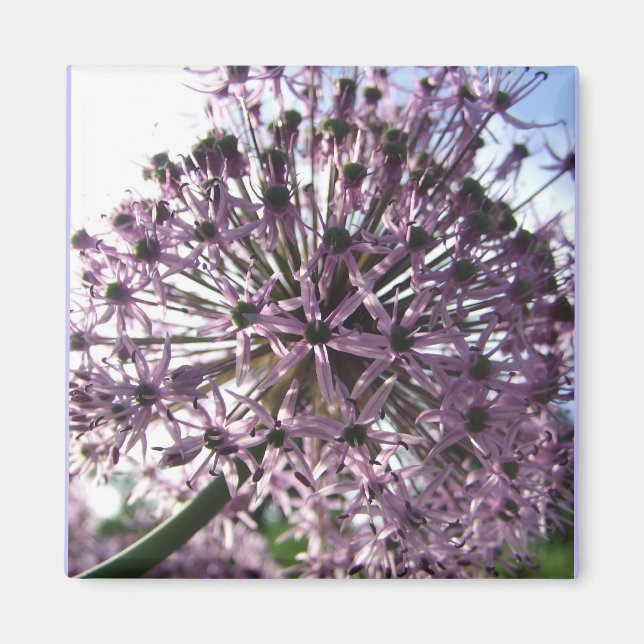 "Star of Persia II" Magnet (Vorne)