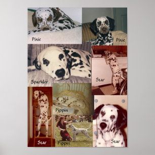 Star, Pippin, Sparkler & Pixie Poster