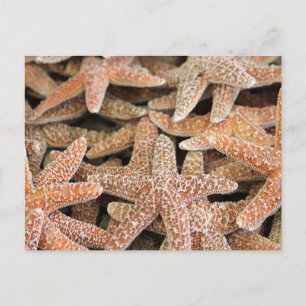 Star Postkarte