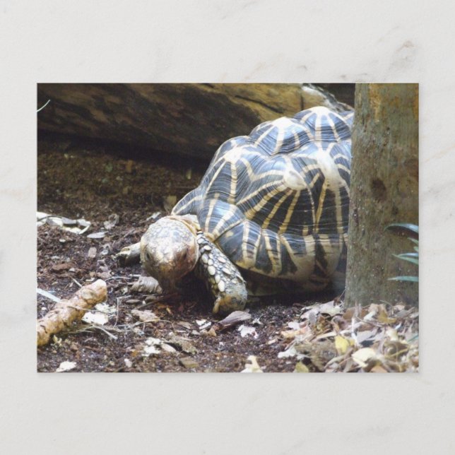 Star Tortoise Postcard Postkarte (Vorderseite)