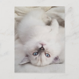 Stare Down Postkarte