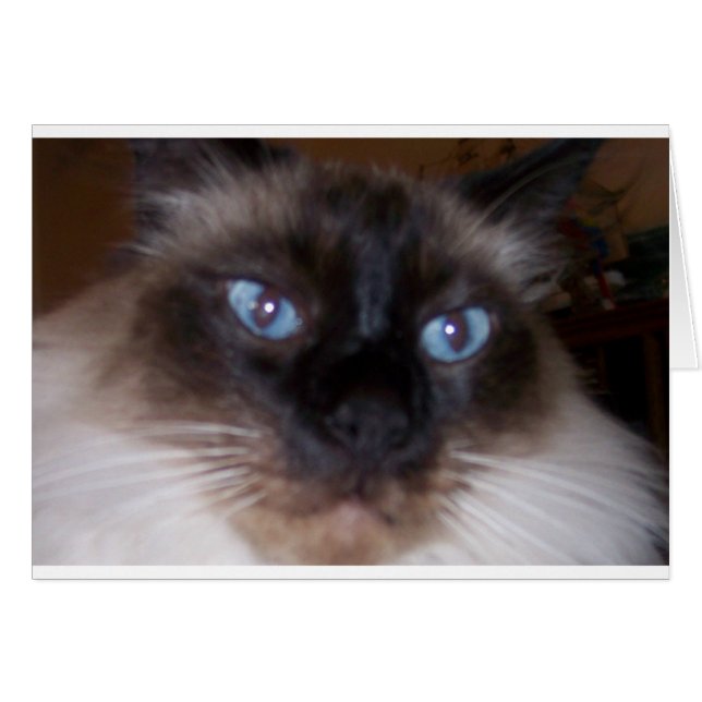 Stare in meine Augen (Vorderseite (Horizontal))