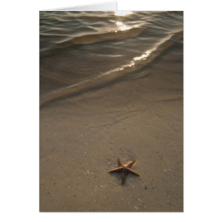 Starfish