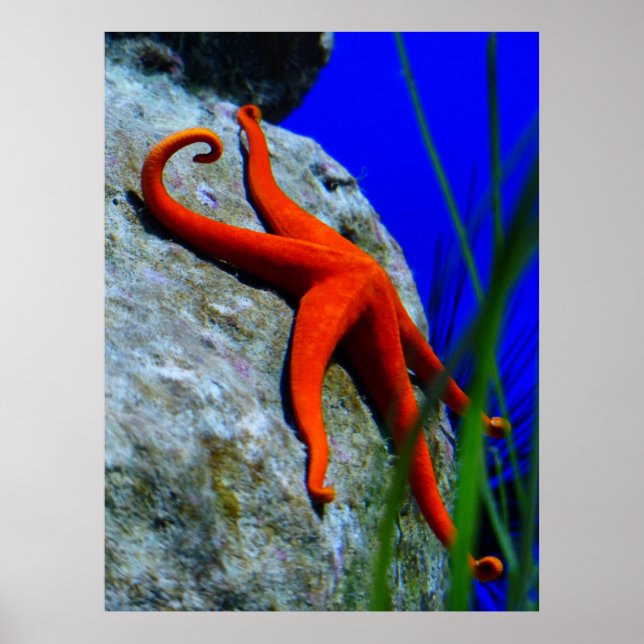 Starfish-452926 BRIGHT RED STARFISH FOTOGRAPHIE Poster (Vorne)