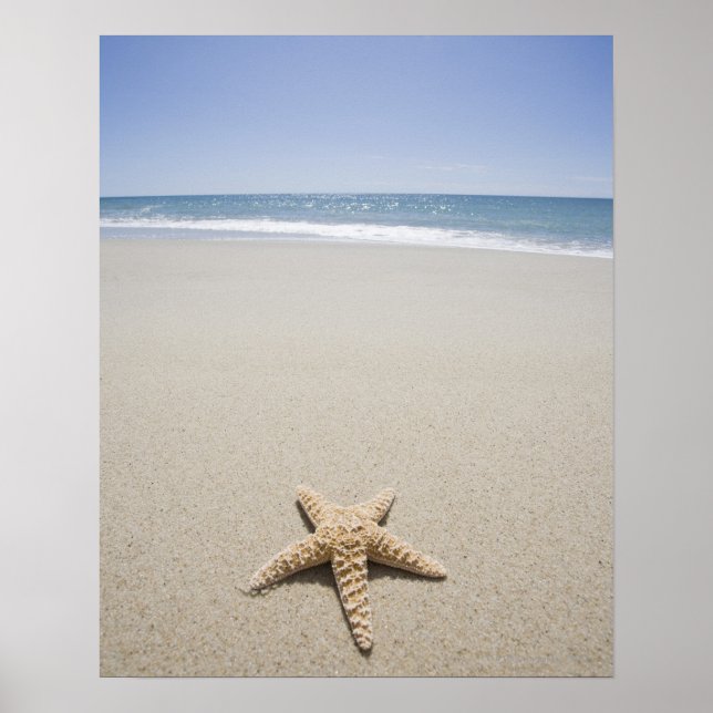 Starfish am Strand am Atlantik Poster (Vorne)