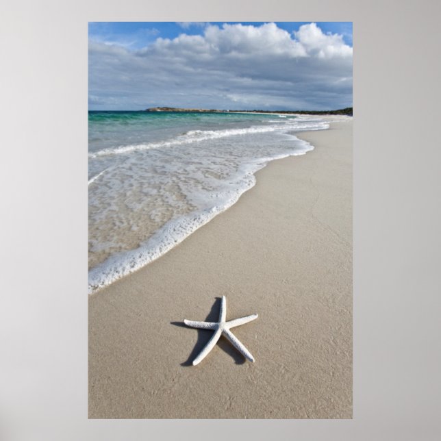 Starfish an einem abgelegenen Strand Poster (Vorne)