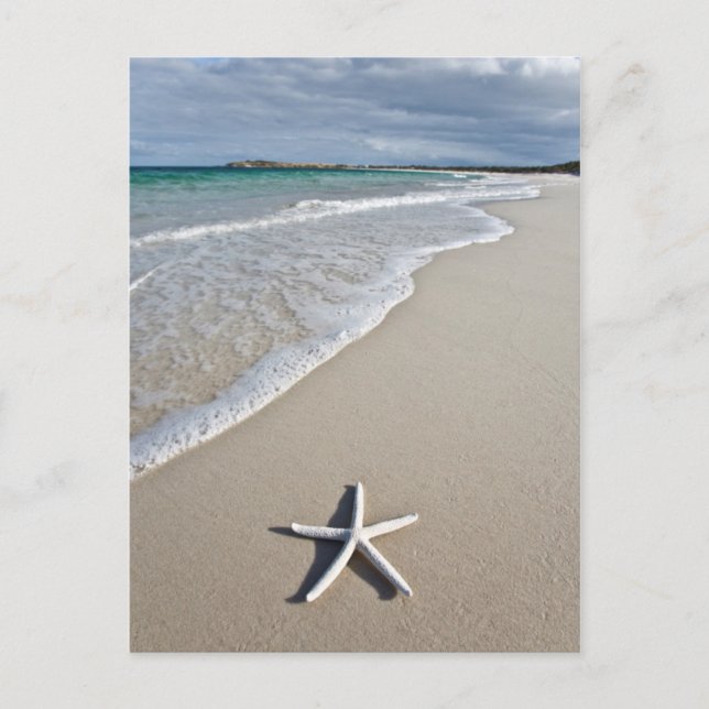 Starfish an einem abgelegenen Strand Postkarte (Vorderseite)