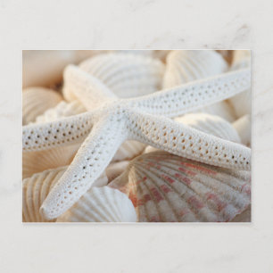 STARFISH AND SAASHELLS POSTCARD POSTKARTE