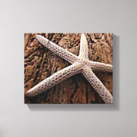 Starfish auf Driftwood