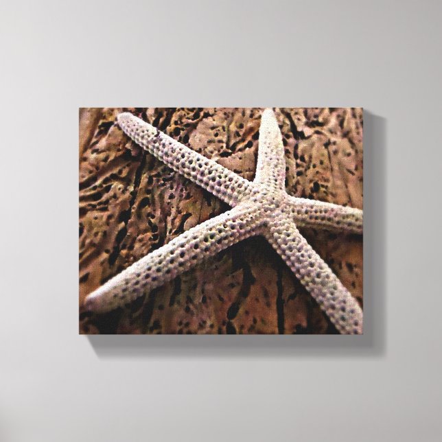 Starfish auf Driftwood Leinwanddruck (Vorderseite)