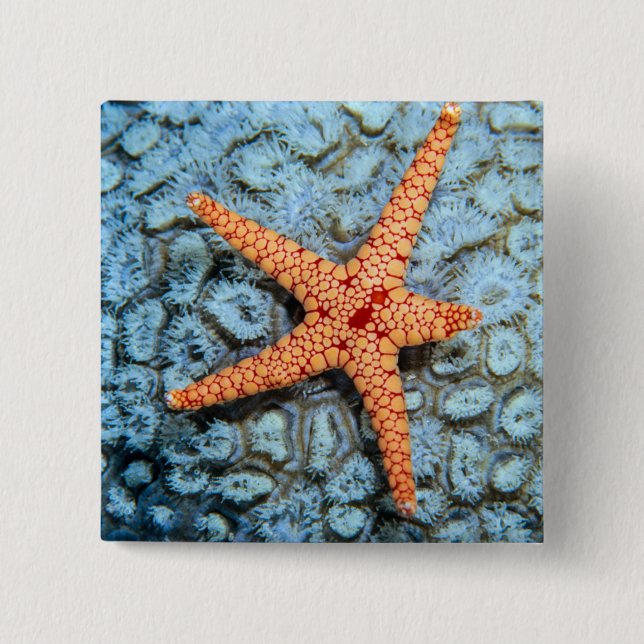 Starfish auf einer Koralle mit Polips Button (Vorderseite)