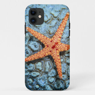 Starfish auf einer Koralle mit Polips iPhone 11 Hülle