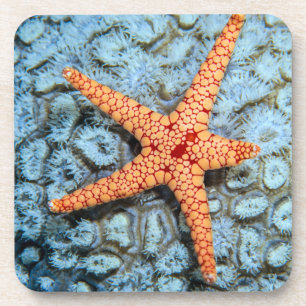 Starfish auf einer Koralle mit Polips Untersetzer