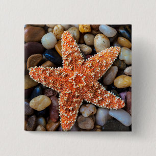 Starfish auf Felsen Button