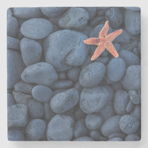 Starfish auf schwarzen Felsen entlang der Küste Steinuntersetzer