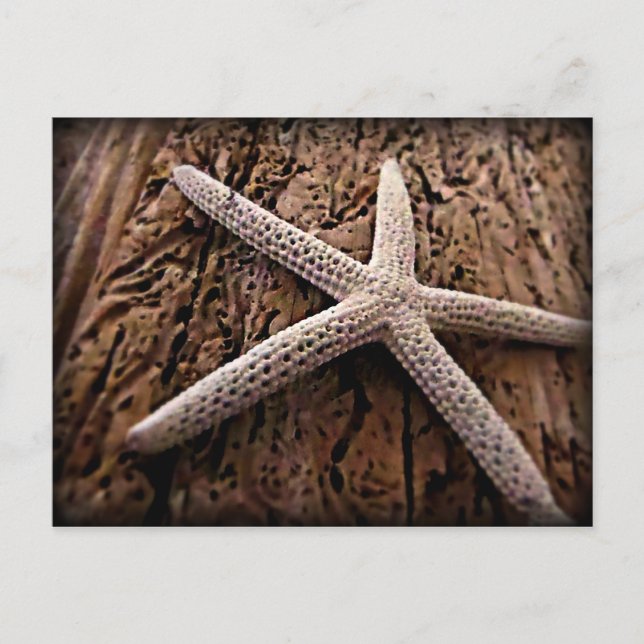 Starfish auf Treibholz Postkarte (Vorderseite)